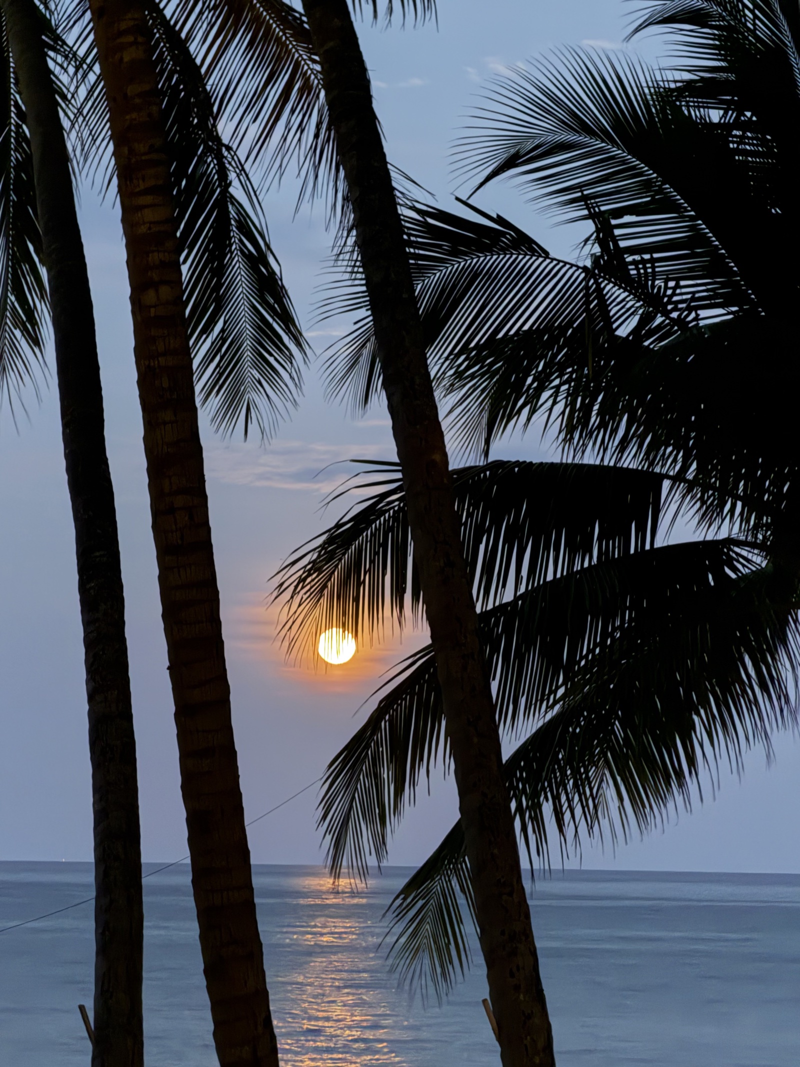 Moonlight reflecting on the sea through coconut palms at Turtle Cove